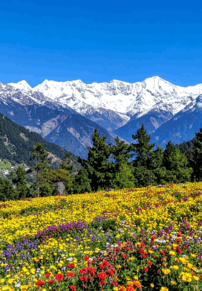 Valley of Flowers National Park